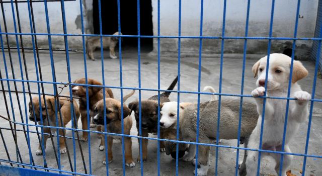 Kuşadası can dostlarına sahip çıkıyor