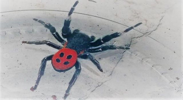 Kuşadası’nda zehirli örümcek görüldü