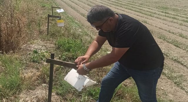Pamuk tarlalarına tuzaklar asıldı