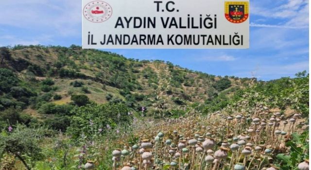 Yasadışı ekime Jandarma baskını