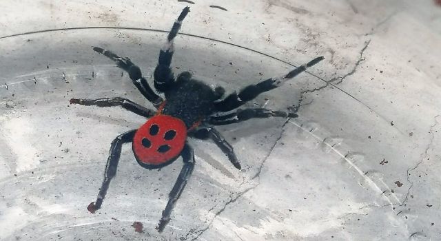 Zehirli uğur böceği örümceği bir ilde daha görüldü