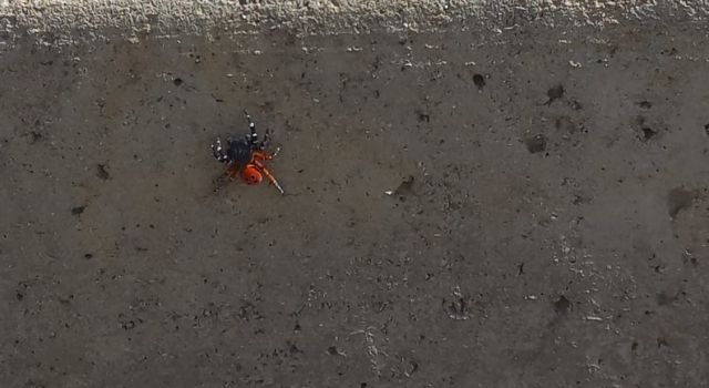 Zehirli uğur böceği örümceği yine görüldü