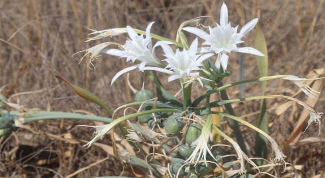 Pamucak’ın beyaz gelinleri can çekişiyor