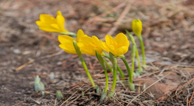 Kuşadası Belediyesi 'Sarı Çiğdem Çiçeği'ni koruma altına aldı