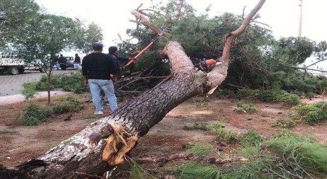 Didim’i şiddetli yağış vurdu