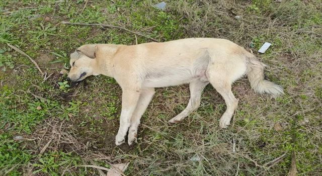 Hayvanseverler Sokak Canları için bir araya gelecek