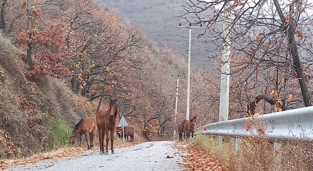 Zeytinde ‘yok yılı’ yük hayvanlarına yaradı