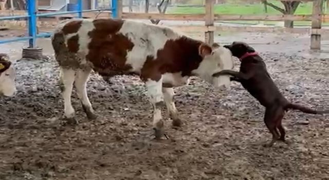 Köpek ile dananın oyunu yürekleri ısıttı
