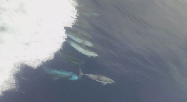 Yunus sürüsünün gemiyle oyunu