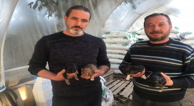 4 yavrusu olan köpeği ezip kaçtı