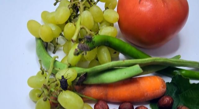 Kahverengi kokarcaya karşı uyarı verildi