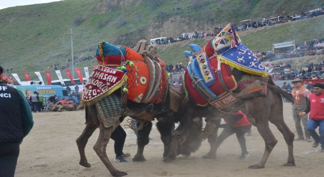 Kuyucak'da Geleneksel Deve Güreşi festivali gerçekleştirildi