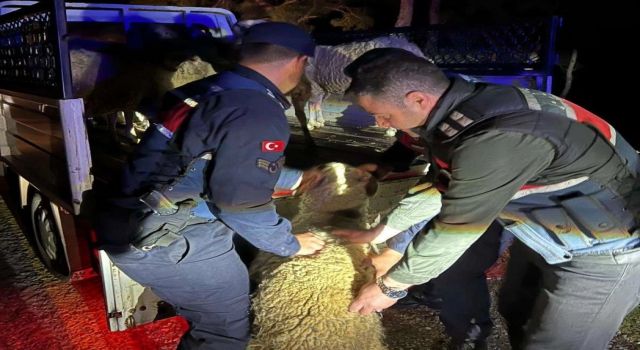 Firari koyunları jandarma buldu