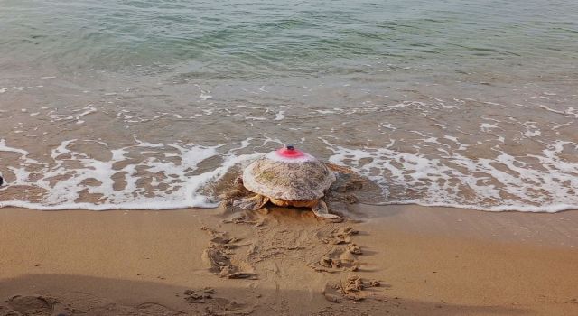 Mısır'a misafir 'Güzel İzmir'...
