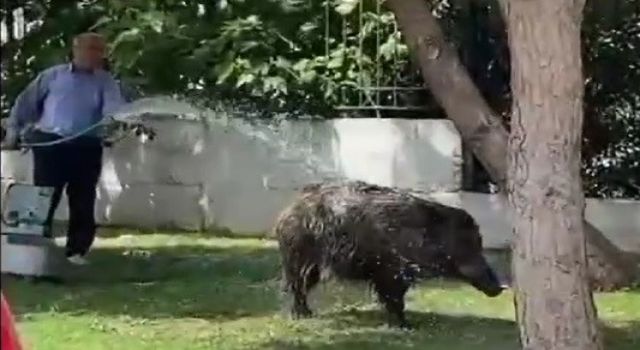 Şehre inen domuzlara duş etkisi