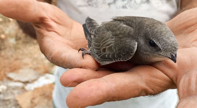 Sivrisineksavar ebabil kuşlarına EKODOSD dikkat çekti