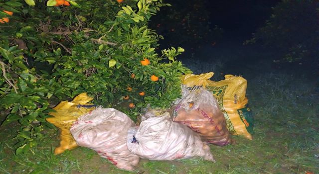 Bahçeden 350 kilo portakal çalarken yakayı ele verdi