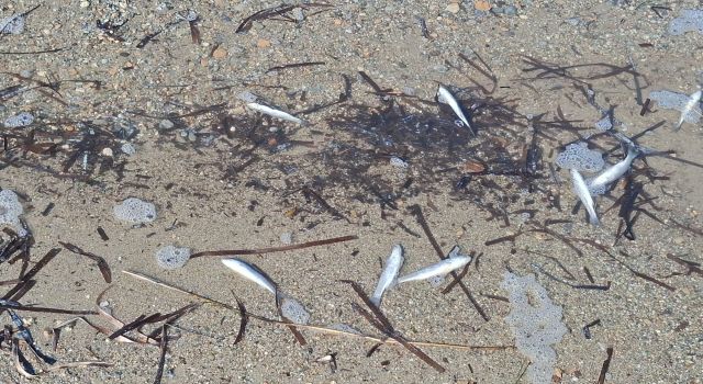 Didim'de ölü balıklar yine kıyıya vurdu