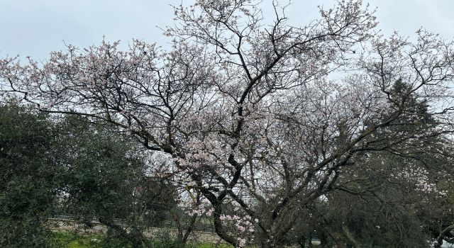 Doğuda kar Aydın’da bahar