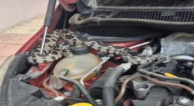Aracın kaputundan bir metrelik engerek yılanı çıktı