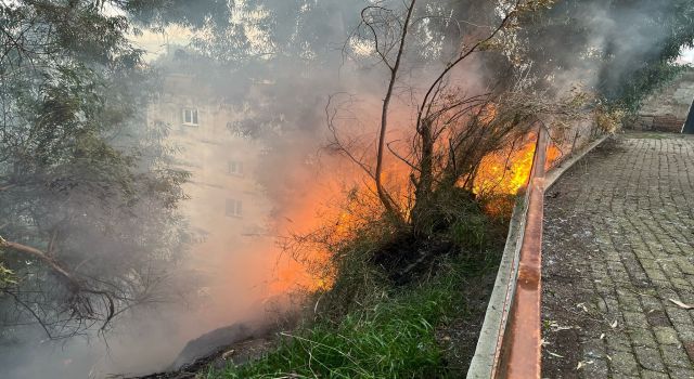 Aydın'da çıkan yangın korkuttu