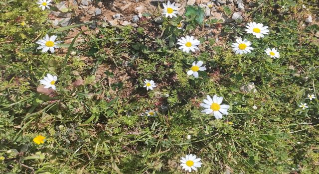 Baharı Müjdeleyen Cemre Toprağa Düştü