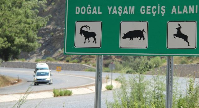 Güney Ege turizm karayolu yaban hayatını tehdit ediyor