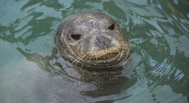 Nesli tükenme tehlikesi altında olan Akdeniz Foku Kuşadası’na misafir oldu