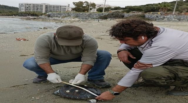 Yeşil Deniz Kaplumbağası ve Tırtak Yunus Kuşadası sahiline vurdu