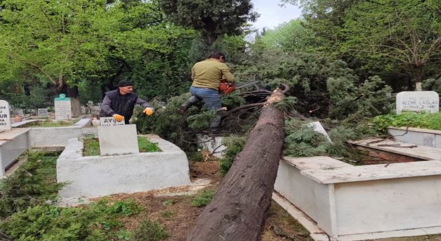 İncirliova'da mezarlıklarda devrilen ağaçlar kaldırılıyor
