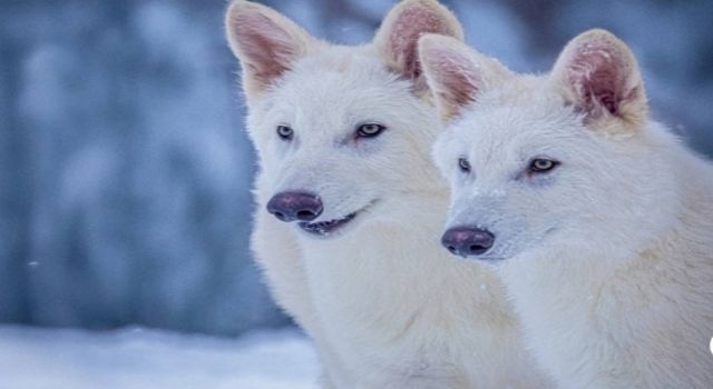 Ulu Kurt Geri Döndü!