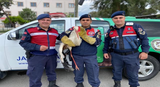 Yaralı leyleğe jandarma yardım elini uzattı