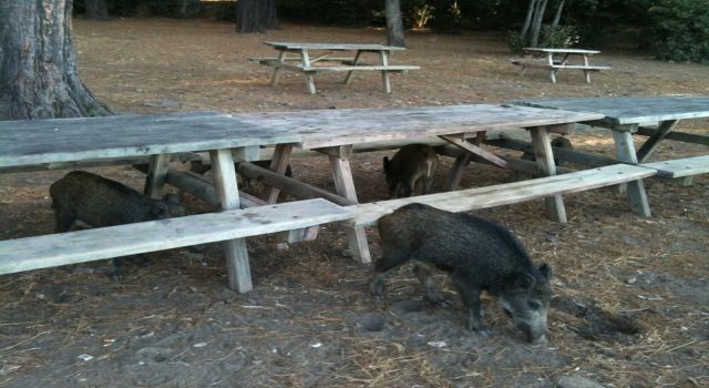 Kuşadası'nda sıra dışı olay: Tatilci kadının çantasını yaban domuzları kaçırdı