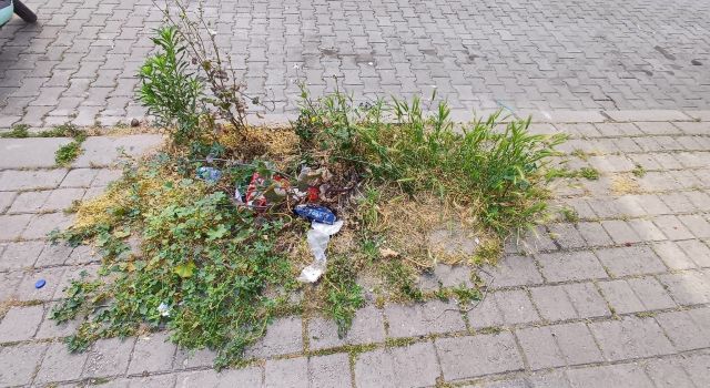 Efeler’in Göbeğinde Otlar Mahalleyi Sardı