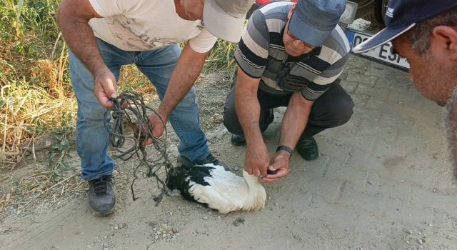 Ayağına ip dolanan leyleği vatandaşların dikkati kurtardı