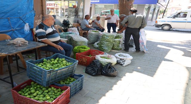 Aydın incirinde 'ilekleme' sezonu başladı