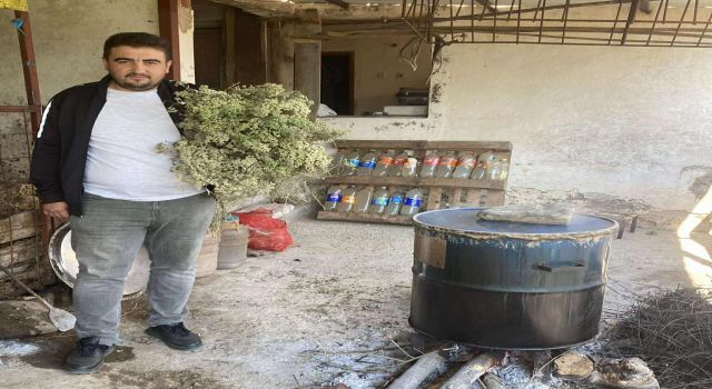 Aydın'da kekikler şifa için kaynatılmaya başlandı