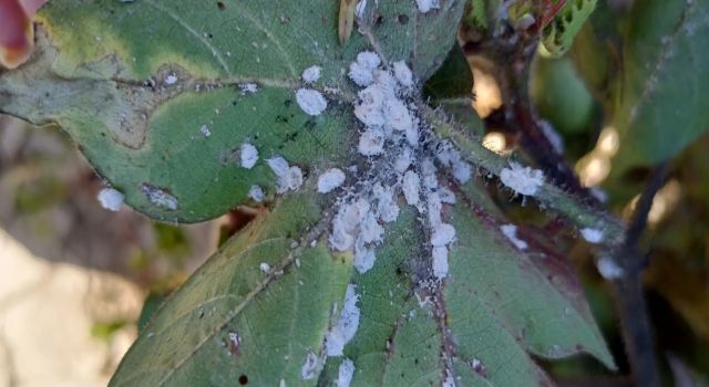 Aydın’da pamuk üreticilerini tedirgin eden zararlı 'Pamuk Unlubiti' tespit edildi