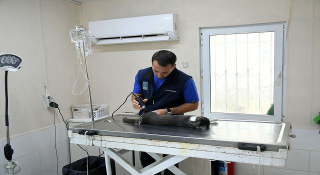 Başkan Günel, 5’inci kattan düşen kediye yaşam umudu oldu