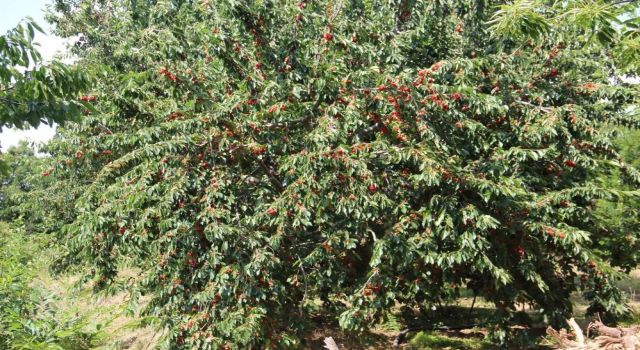 Ege bu yıl meyveye hasret