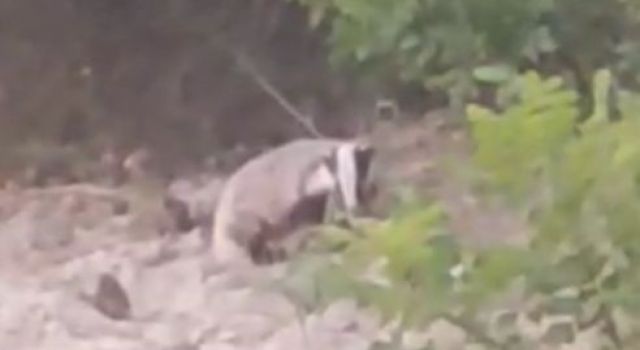 Nesli tükenmekte olan porsuk görüntülendi