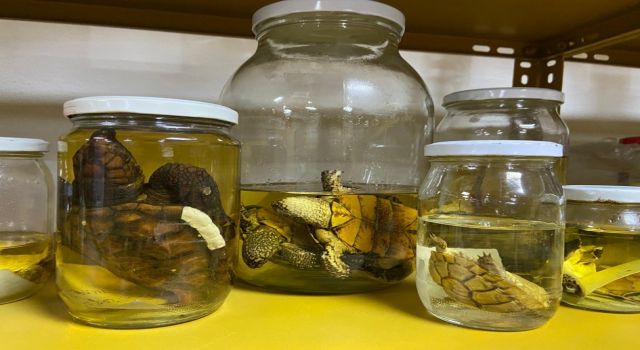 Yılan Müzesi, 185 sürüngen türüyle eğitim ve araştırma merkezine dönüştü