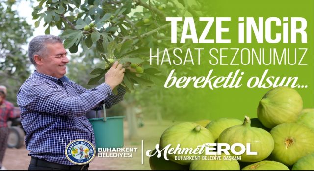 BUHARKENT'TE TAZE İNCİR HASADI BAŞLADI