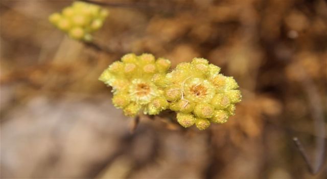 EKODOSD Başkanı Sürücü uyardı: "Aydın Ölmez çiçeği parmakla sayılacak kadar kaldı"