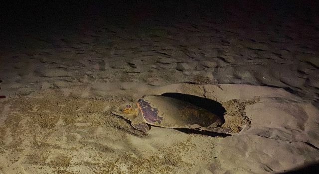 EKODOSD’tan Caretta Caretta uyarısı