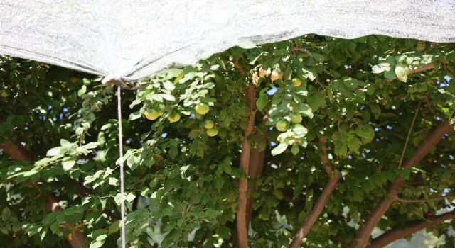 Geçen yıl toplanmayan meyveler bu yıl kıt olunca koruma altına alındı