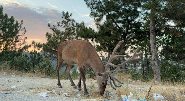 Geyik doğal yaşam alanı yerine karayolu kenarında yaşamaya başladı