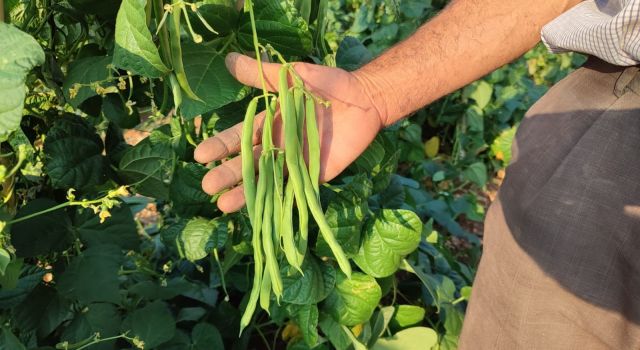 Güvercin gübresiyle beslenen doğal fasulyenin hasadı başladı