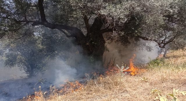 Köşk’teki zirai alan yangını büyümeden söndürüldü