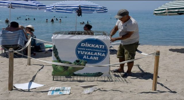 Kuşadası'nda ilk caretta caretta yuvası belirlendi